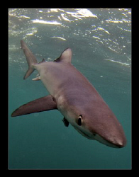 Blue Shark taken off Cape Town by Charles Wright 
